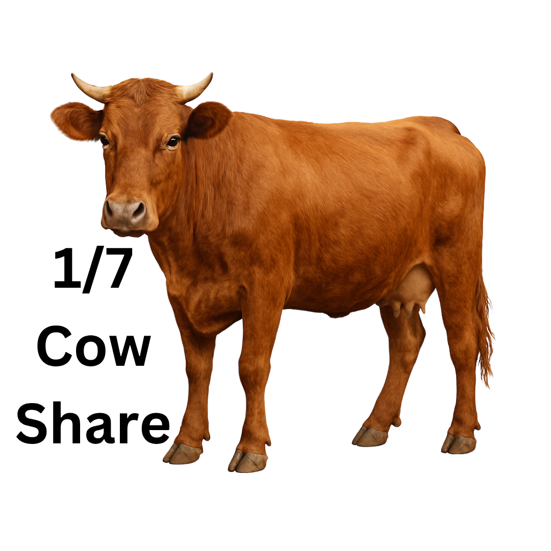 Eid Qurban Cow Share