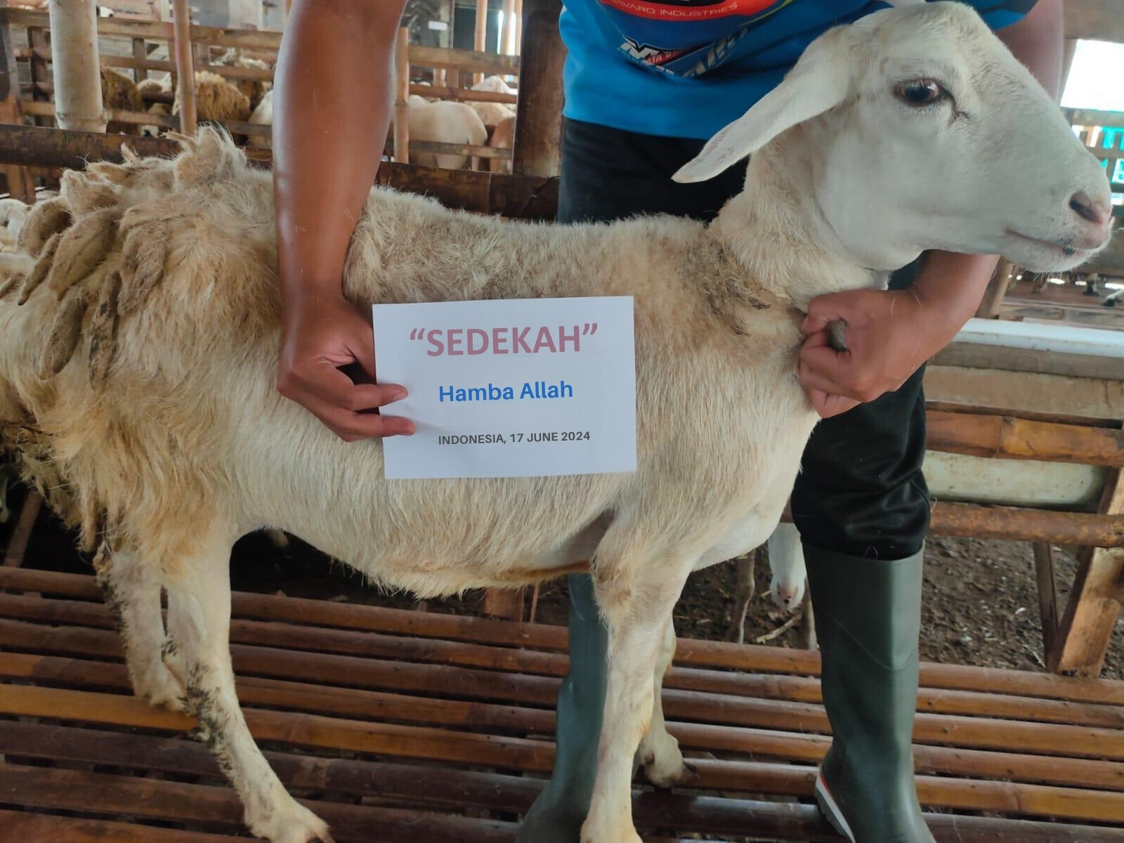 Sedekah Qurban